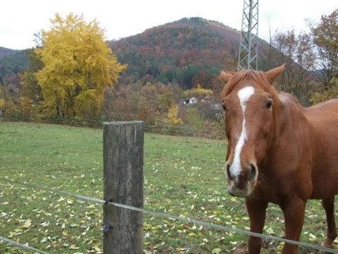 Haus Pfaffenfels Lejlighed Schönau Eksteriør billede